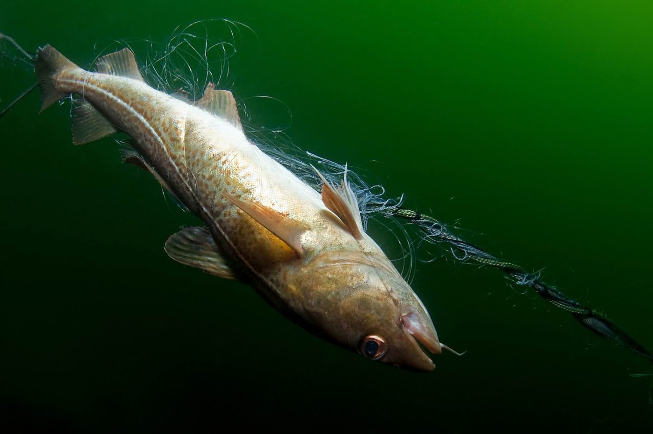 Stressed Cod – What is the Best Way to Catch them?