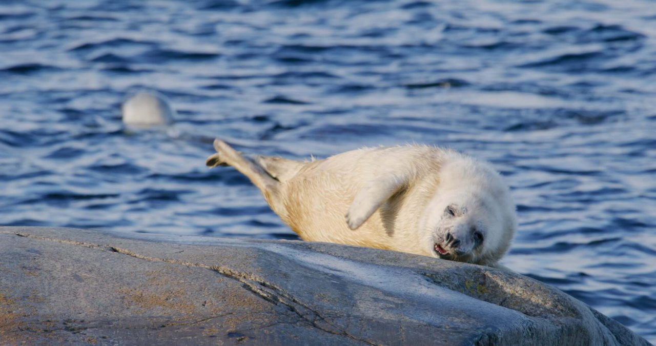 The Swedish Government Wants to Increase Seal and Cormorant Hunting – to Save the Fish