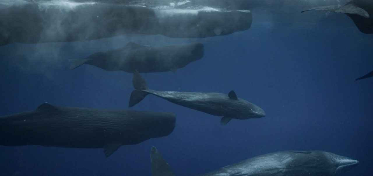 When Whales Pee – it’s Good for the Ocean