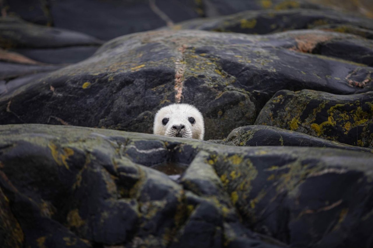 Counting Seal Pups in the Baltic Sea