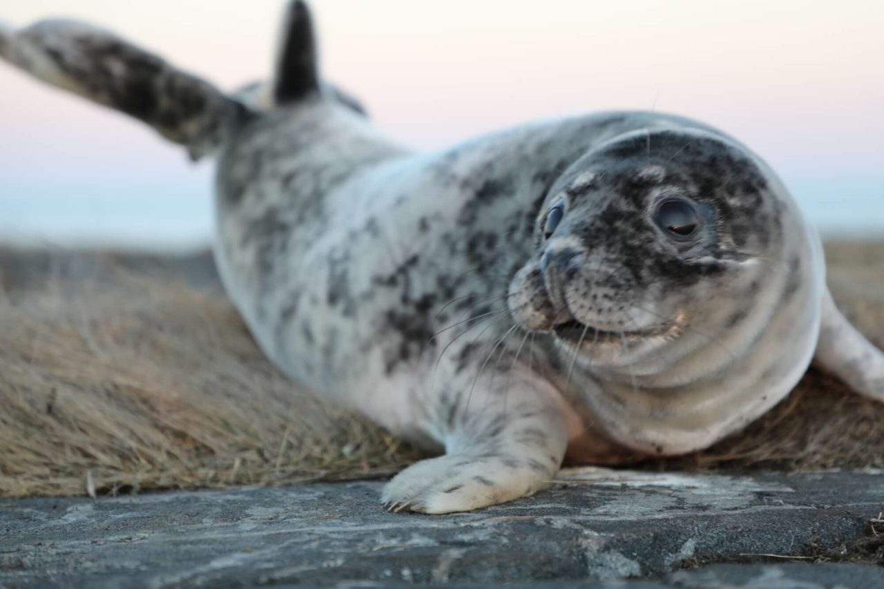 New Research Project Studies the Health of Gray Seal Pups in the Baltic Sea