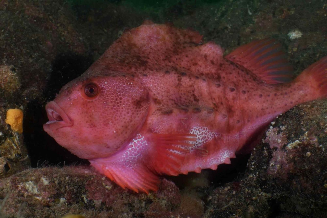 Allt fiske på sjurygg förbjuds i alla svenska vatten